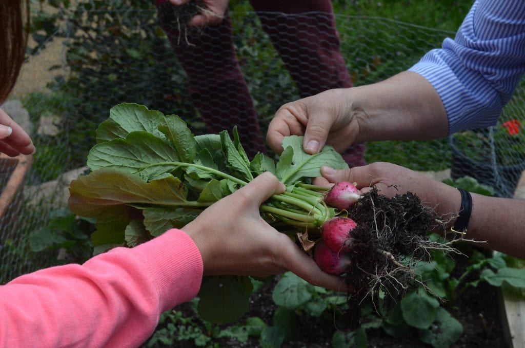 Chile Huerta