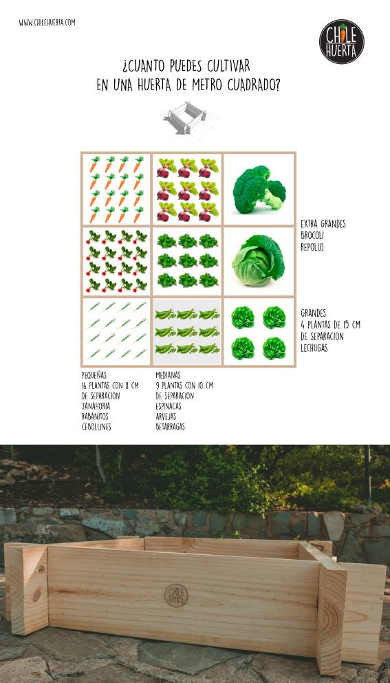 Huerta de Metro Cuadrado 12184972 934351453323315 7760658805337748397 o
