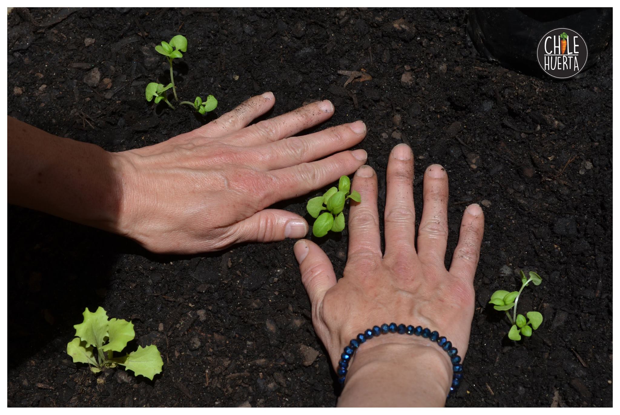 Huerta de Metro Cuadrado 12240413 939303886161405 2593750794744946577 o