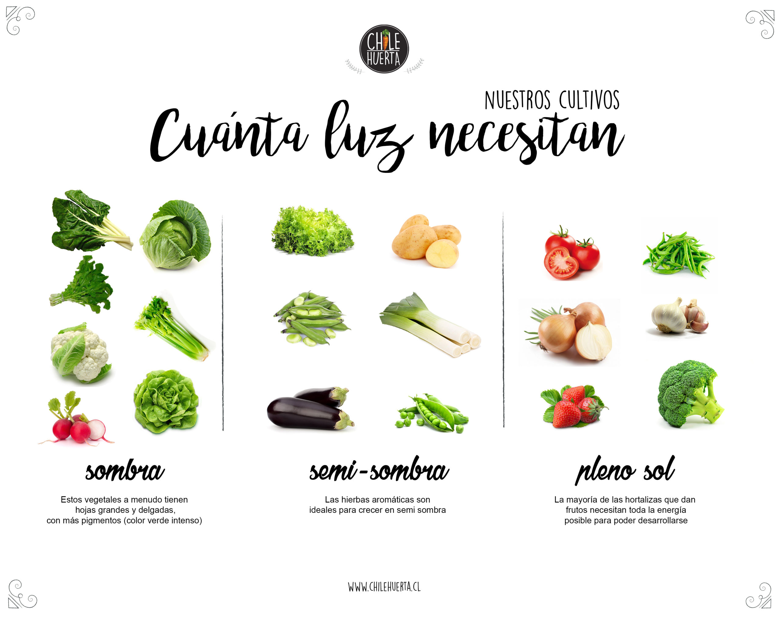 cuanta luz necesitasn nuestros cultivos