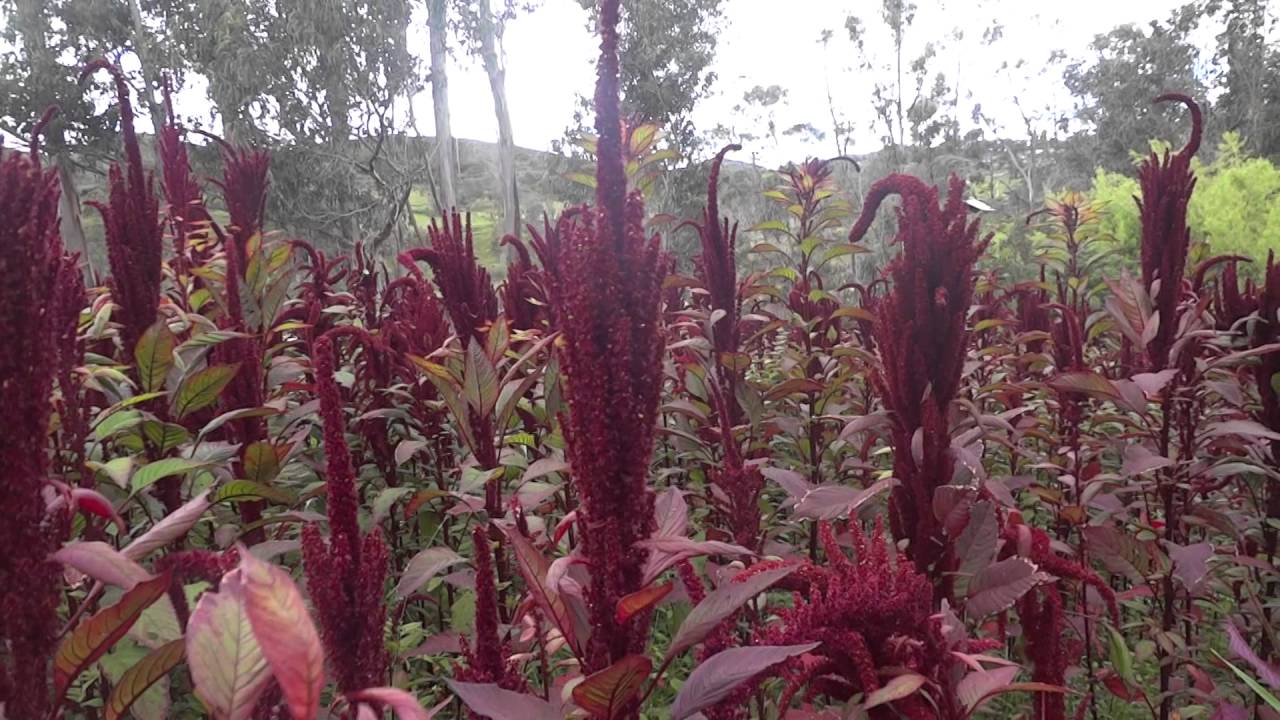 Semilla Amaranto Negro Semilla Amaranto Negro