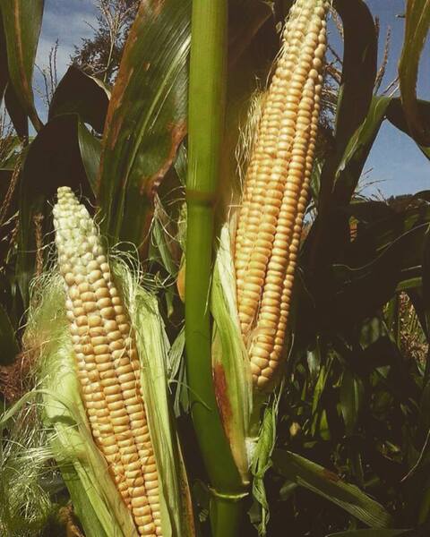 Semilla Maíz Kutral Semilla Maíz Kutral