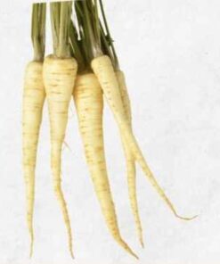 Semilla Zanahoria Blanca