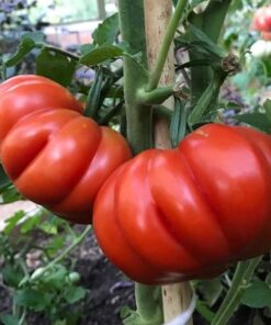 Alternative view of Semilla Tomate Costoluto