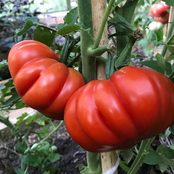 Semilla Tomate Costoluto Semilla Tomate Costoluto - Imagen 2