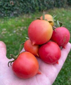 Semilla Tomate Ramallet