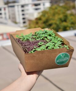 Kit Microgreen Microgreen 3 scaled
