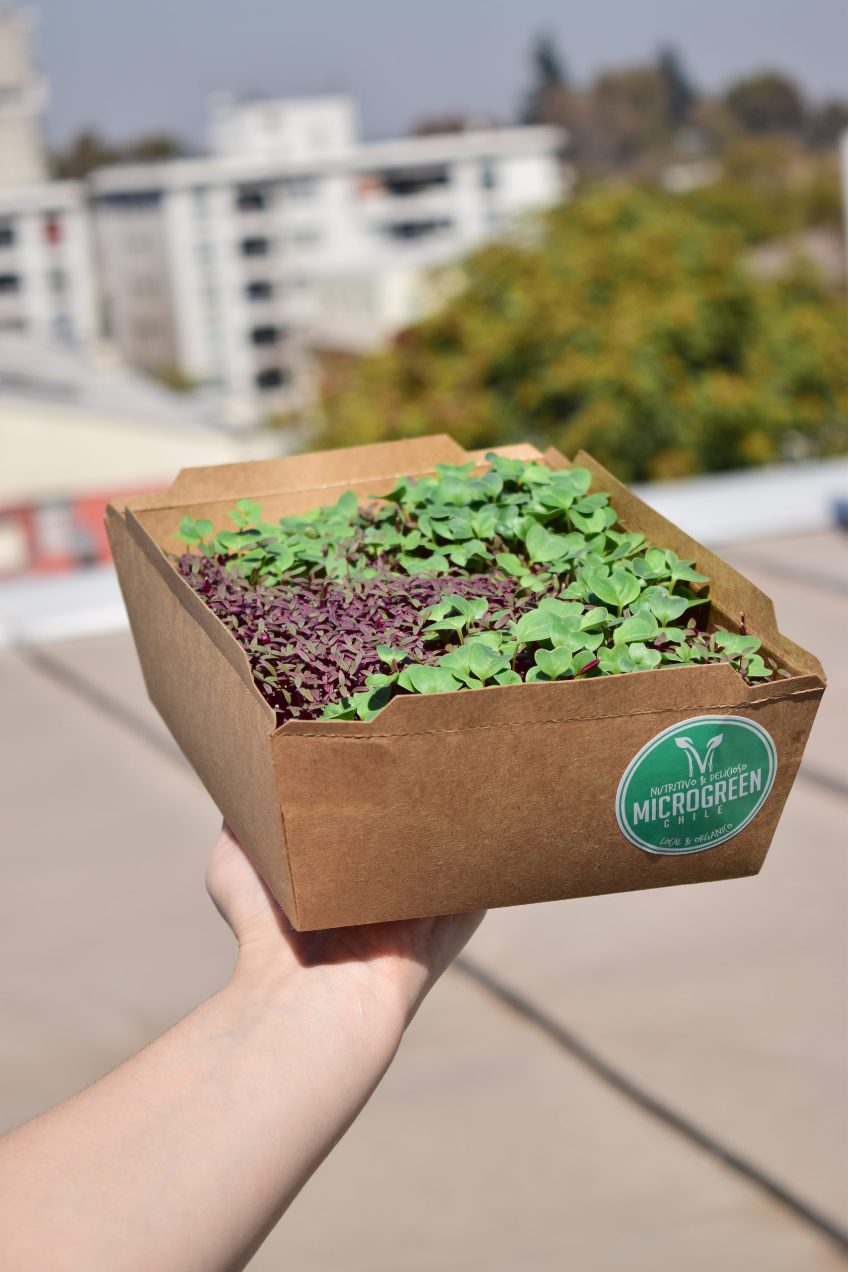 Kit Microgreen Kit Microgreen - Imagen 3