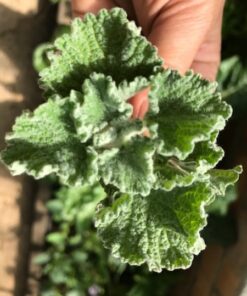 Semilla Toronjil Cuyano