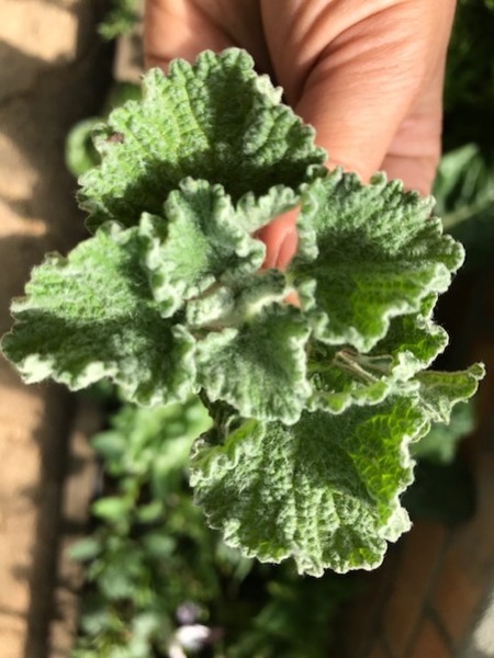 Semilla Toronjil Cuyano Semilla Toronjil Cuyano