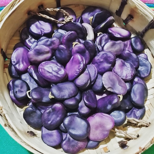 Semilla Haba Morada Semilla Haba Morada