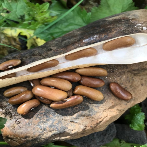 Semilla Poroto Magnum Semilla Poroto Magnum