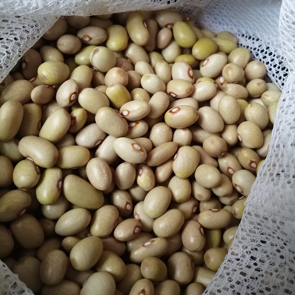 Semilla Poroto Mantequilla Semilla Poroto Mantequilla