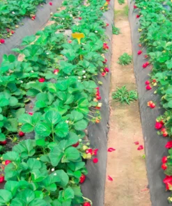 Mulch Compostable mulch compostable 1