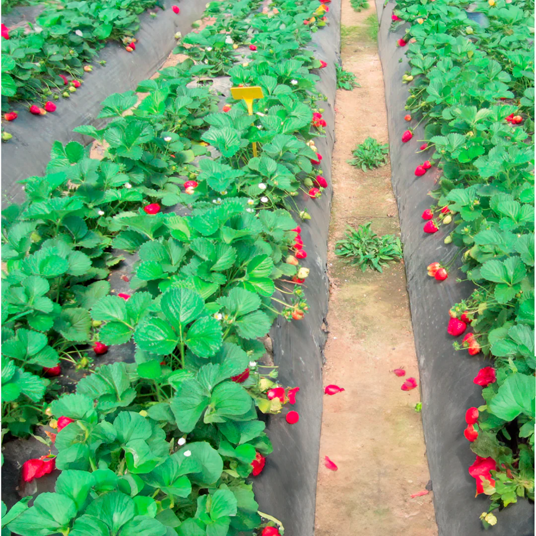 Mulch Compostable Mulch Compostable - Imagen 3