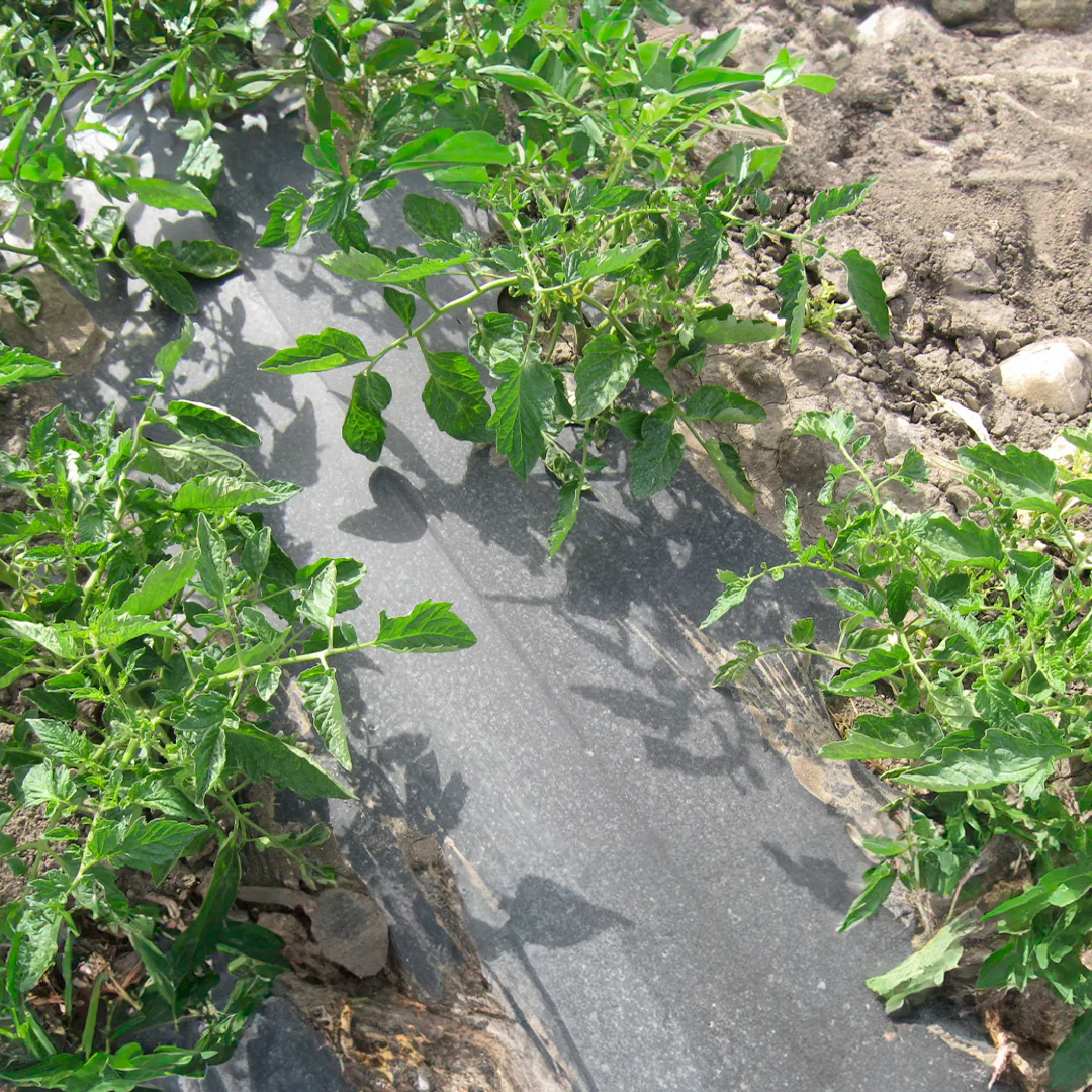 Mulch Compostable Mulch Compostable - Imagen 2