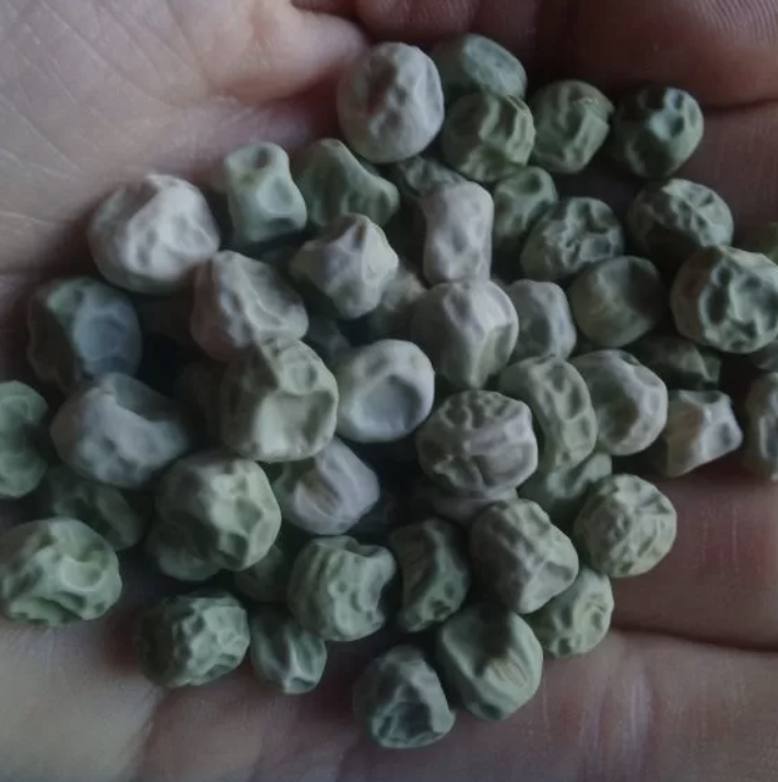 Semilla Arvejon Verde Dulce Semilla Arvejon Verde Dulce