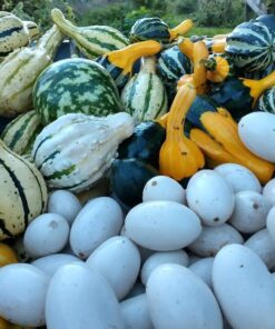 Semilla Calabacitas