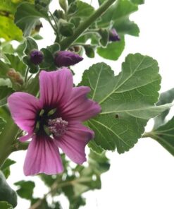 Alternative view of Semilla Malva Gigante