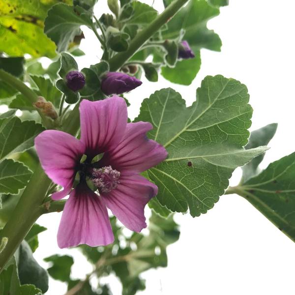 Semilla Malva Gigante Semilla Malva Gigante - Imagen 2