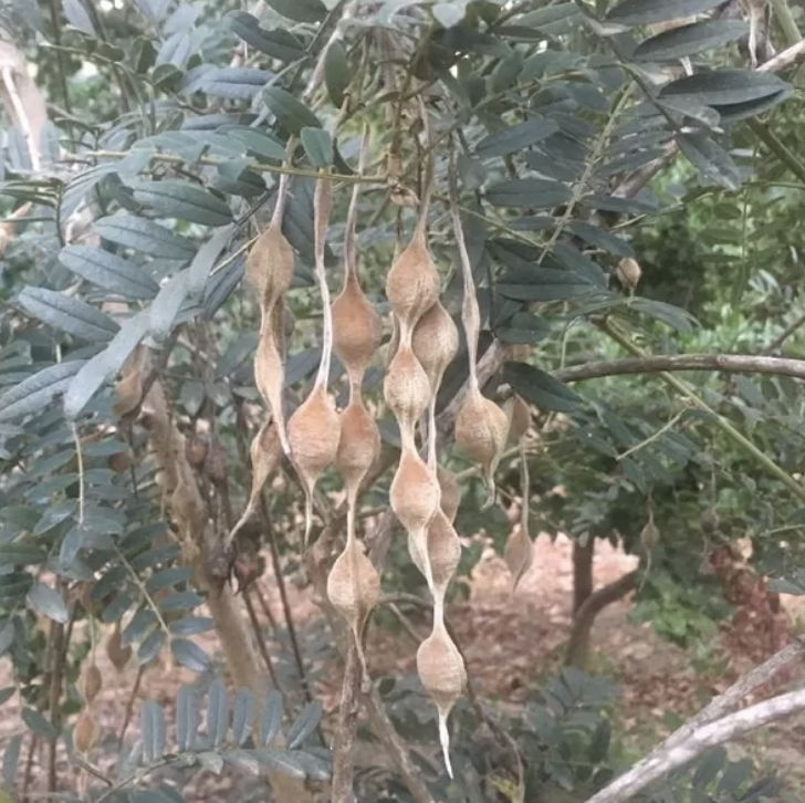 Semilla Mayu Semilla Mayu