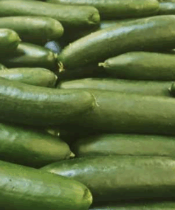 Alternative view of Semilla Pepino