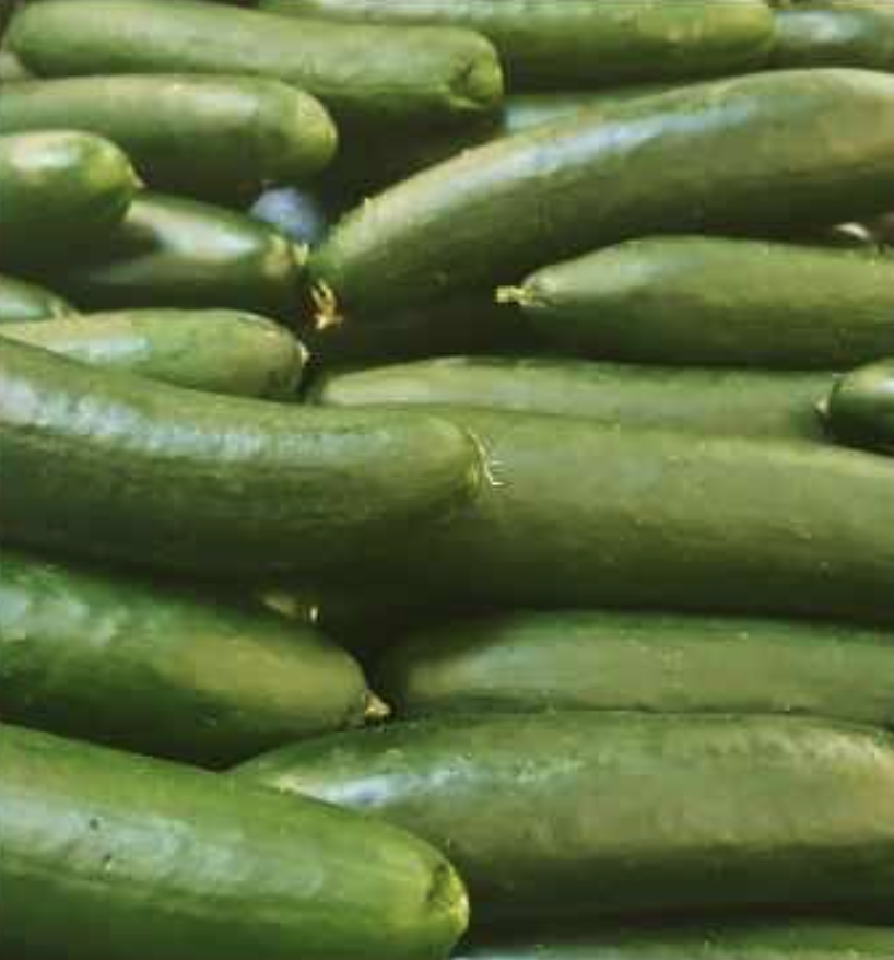 Semilla Pepino Semilla Pepino - Imagen 2