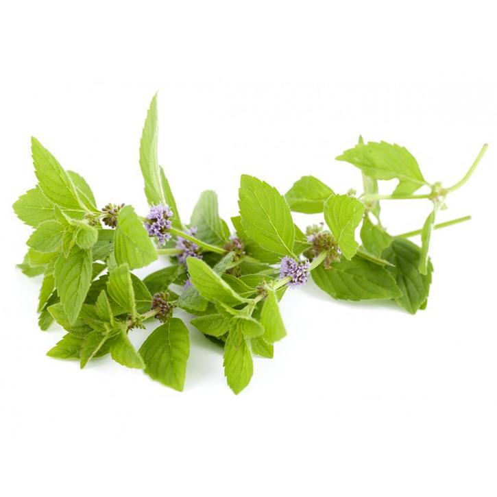 Semilla Poleo Semilla Poleo