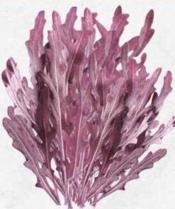 Semilla Rucula Morada