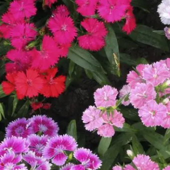 Semilla Clavelin Mix Semilla Clavelin Mix