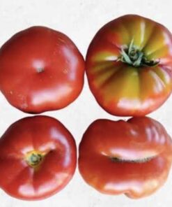 Alternative view of Semilla Tomate Limachino