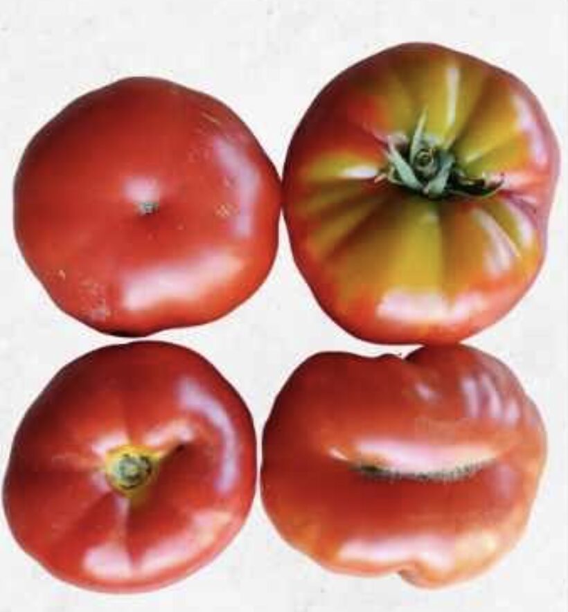 Semilla Tomate Limachino Semilla Tomate Limachino - Imagen 2