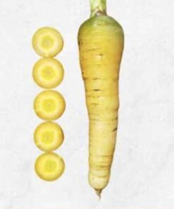 Semilla Zanahoria Amarilla