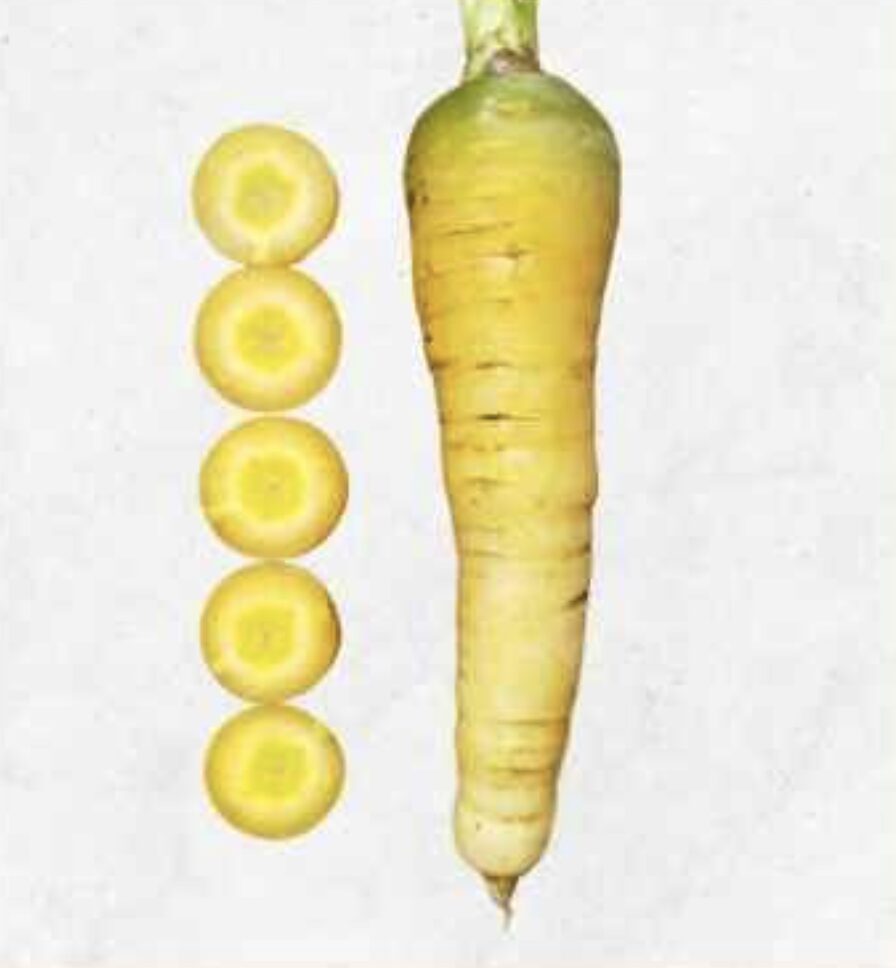 Semilla Zanahoria Amarilla Semilla Zanahoria Amarilla