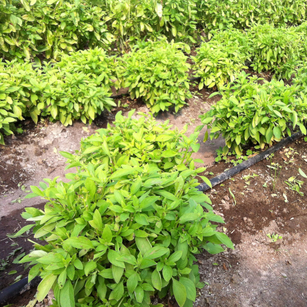 Semilla Albahaca Limon Semilla Albahaca Limon