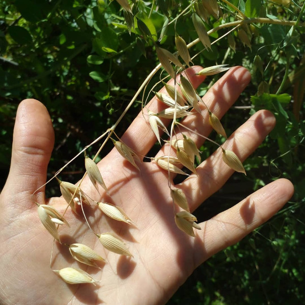 Semilla Avena Semilla Avena - Imagen 2