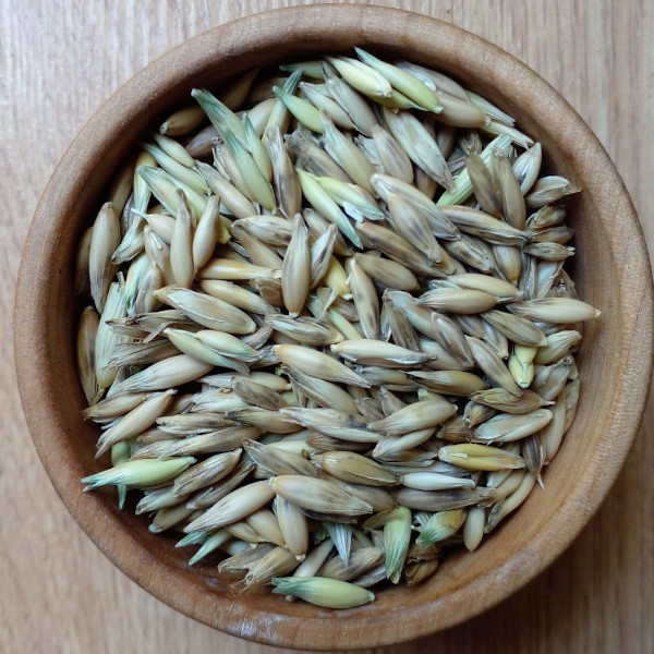 Semilla Avena Semilla Avena