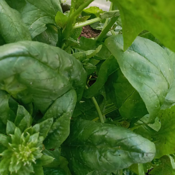 Semilla Espinaca Semilla Espinaca