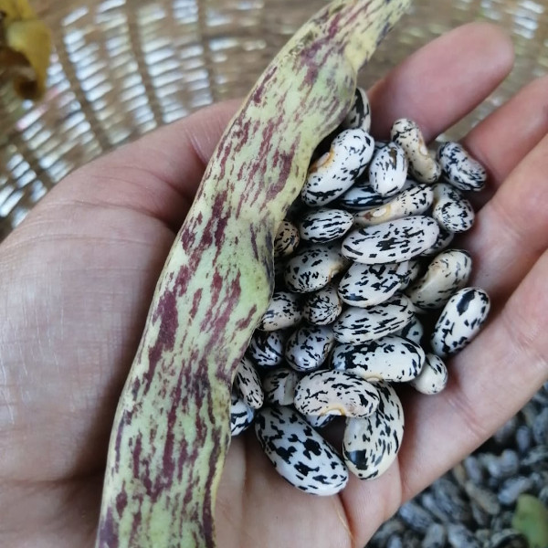 Semilla Poroto Gaspeado Semilla Poroto Gaspeado