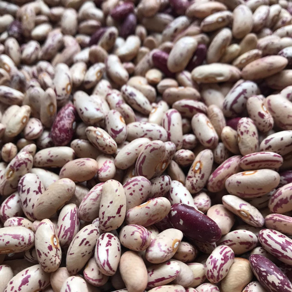 Semilla Poroto Hallado Antiguo Semilla Poroto Hallado Antiguo