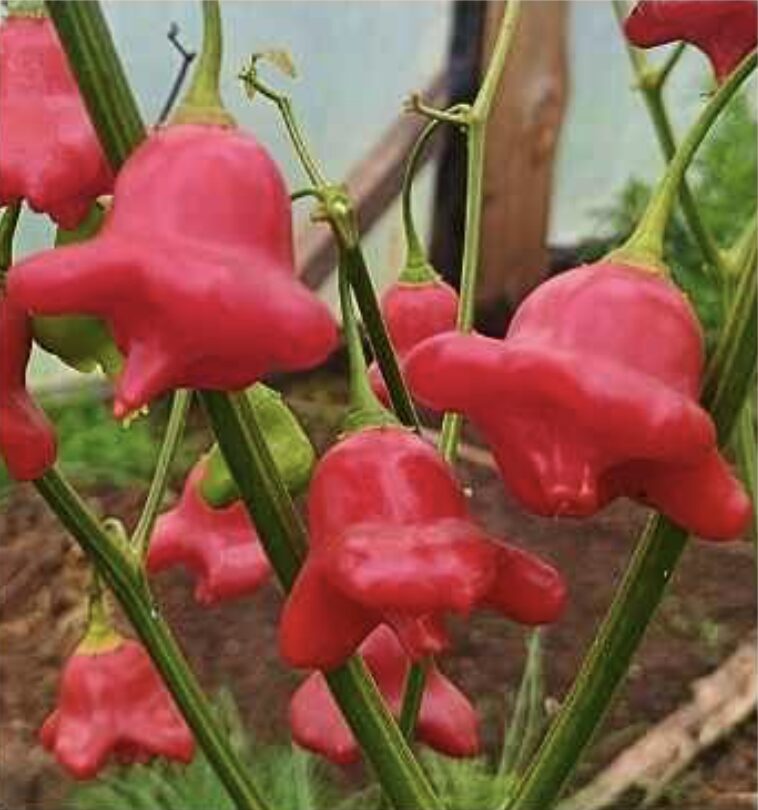 Semilla Aji Copihue Semilla Aji Copihue