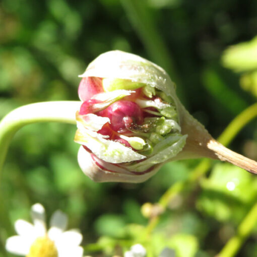 Ajo Rosado Chileno - Imagen 3