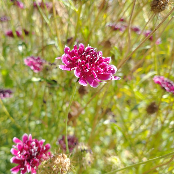 Semilla Flor de la Viudita Mix Semilla Flor de la Viudita Mix