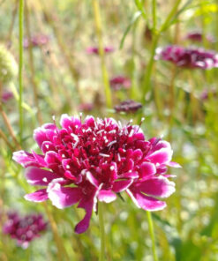 Semilla Flor de la Viudita Mix Flor de la Viudita 2