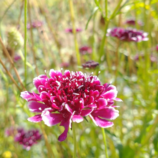 Semilla Flor de la Viudita Mix Semilla Flor de la Viudita Mix - Imagen 3