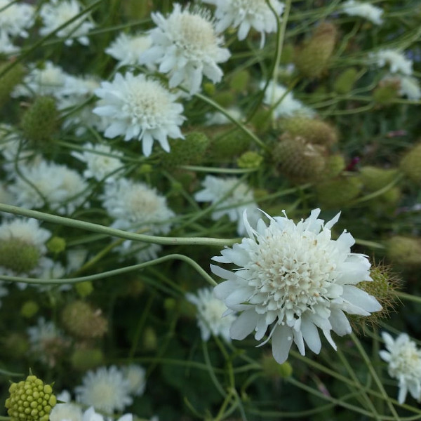 Semilla Flor de la Viudita Mix Semilla Flor de la Viudita Mix - Imagen 2