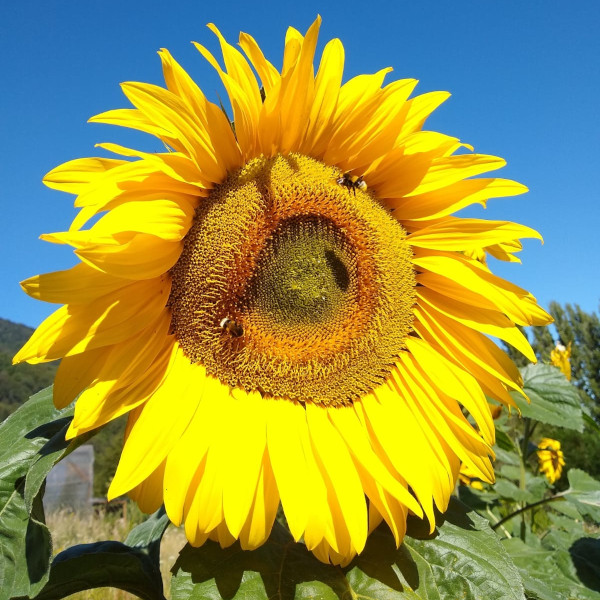 Girasol Mamut – Chile Huerta