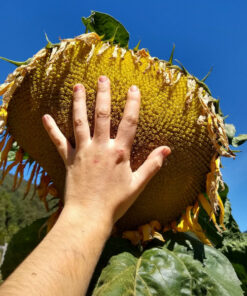 Semilla Girasol Mamut Girasol Mamut 2