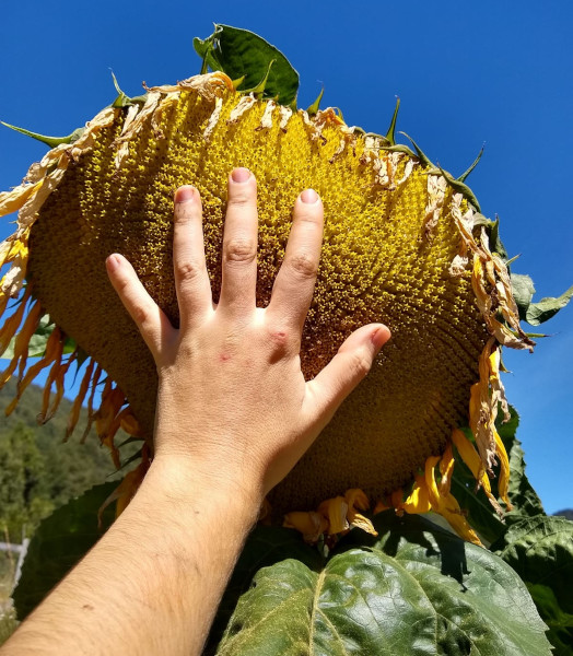 Semilla Girasol Mamut Semilla Girasol Mamut - Imagen 3