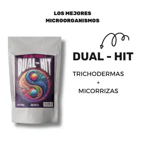 Micorrizas Micorrizas